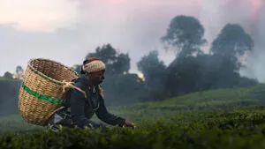 'Kikuyu Land' Is A Brave And Intimate Uncovering Of The Tea Industry's 'Black Truths'